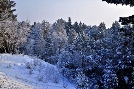 snow-covered pine forest photo