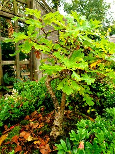 Bonsai Oak Tree photo