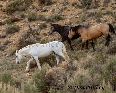 Piceance Wild Horses