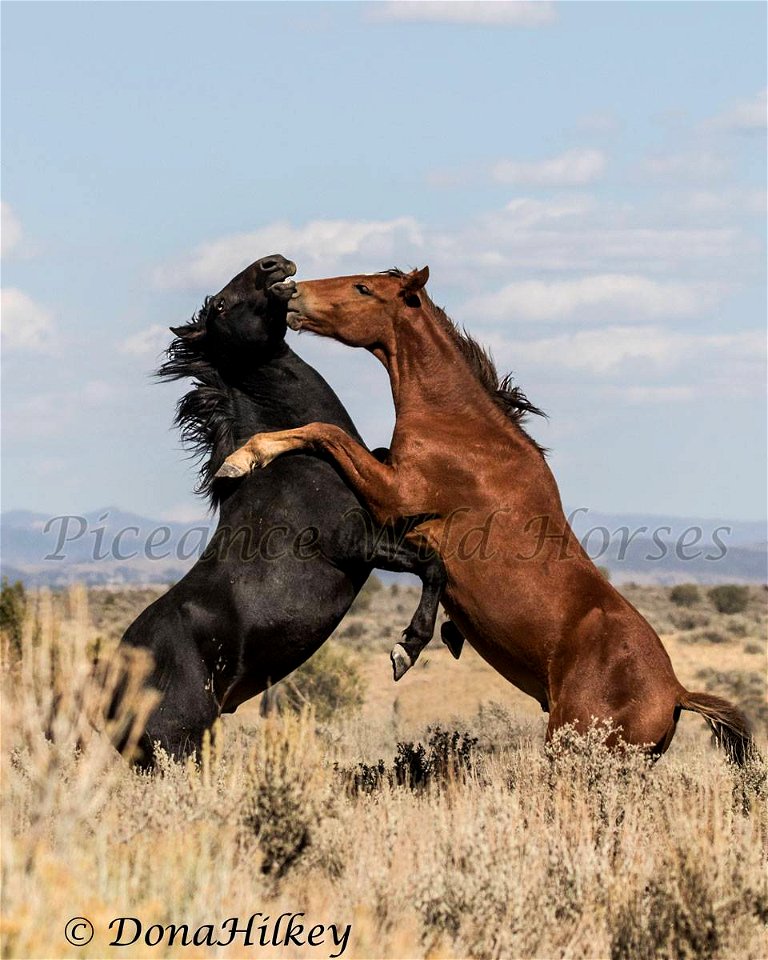 Piceance Wild Horses