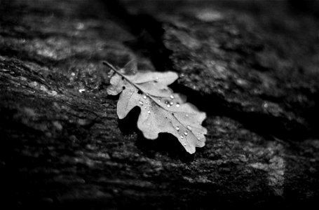 Another lonely leaf photo