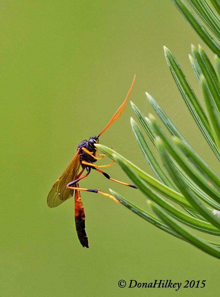 Subfamily Anomaloninae a member of Ichneumonid Wasps Family Ichneumonidae