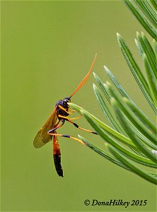 Subfamily Anomaloninae a member of Ichneumonid Wasps Family Ichneumonidae photo