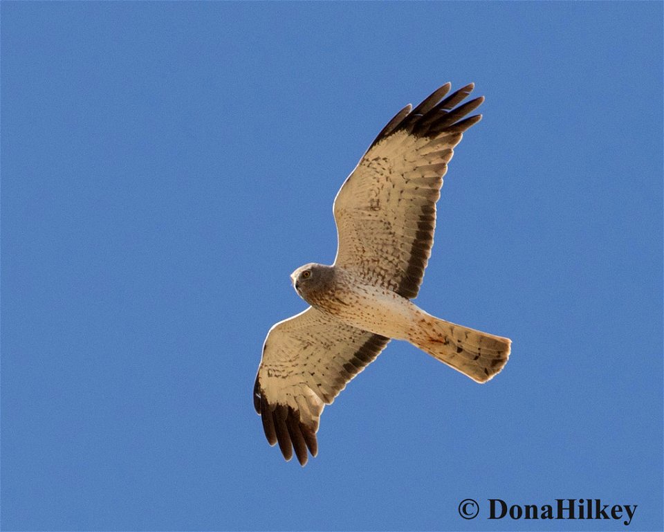 Northern Harrier
