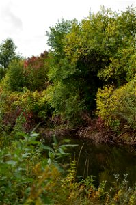 autumn forest by the river