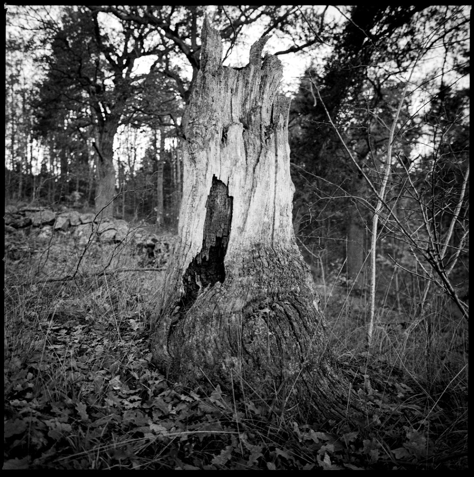 Stump