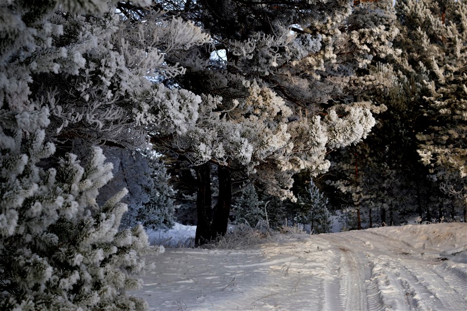 winter pine forest