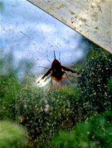 Dark-edged Bee-fly in the Greenhouse