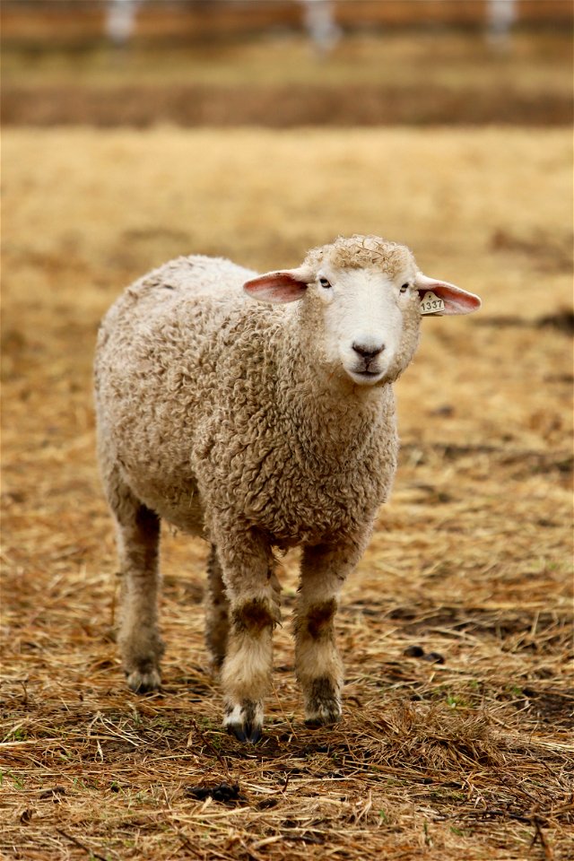 Sawkill Farm Sheep