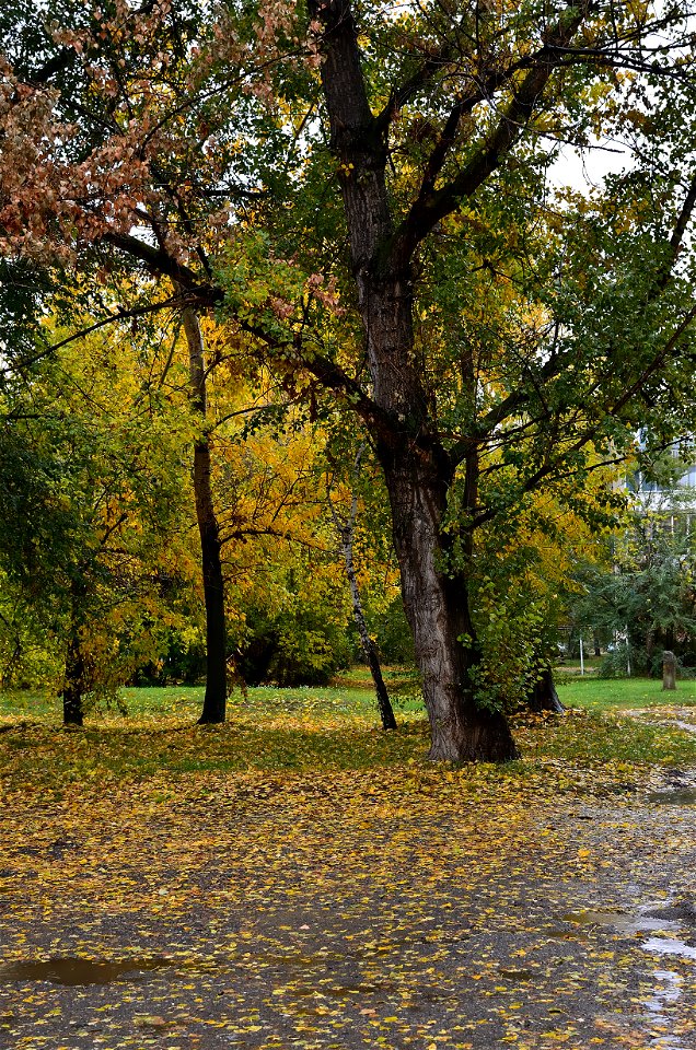 city streets on a rainy autumn day