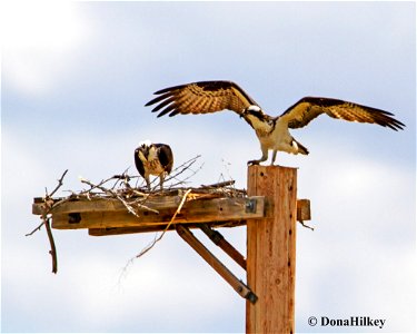 Osprey-mating-1may2020-RBL-2 photo