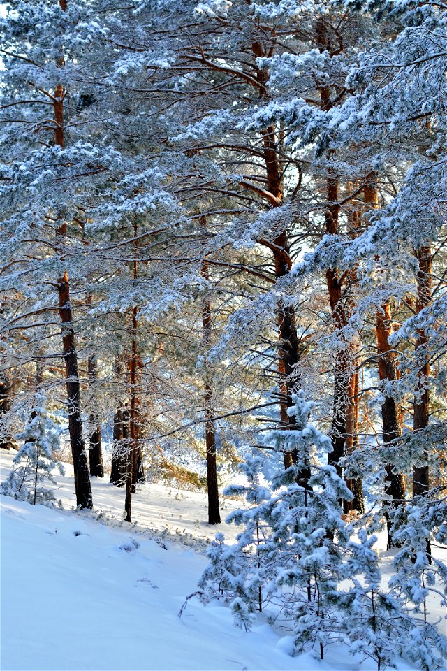 snow-covered pine forest photo