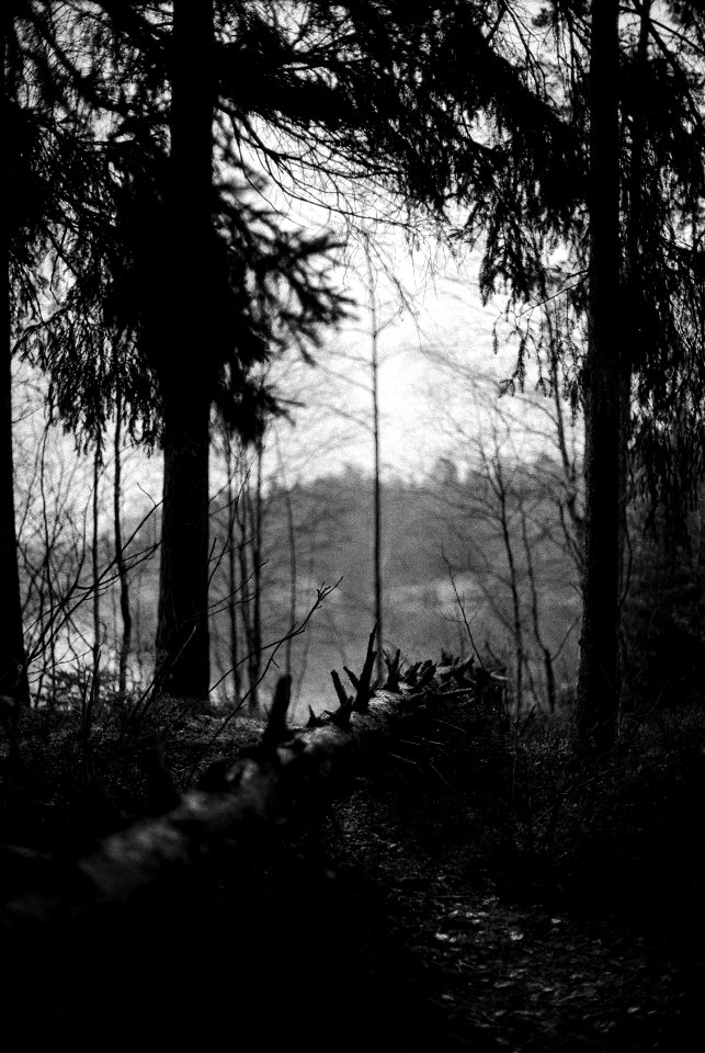 There are no gingerbread in the forest