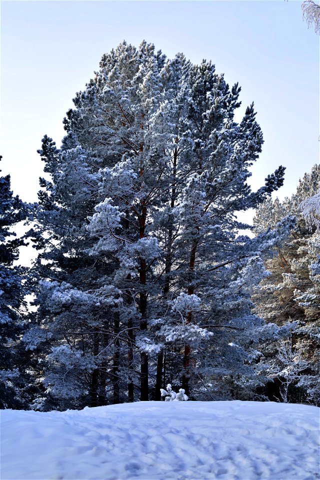 snow-covered pine forest photo