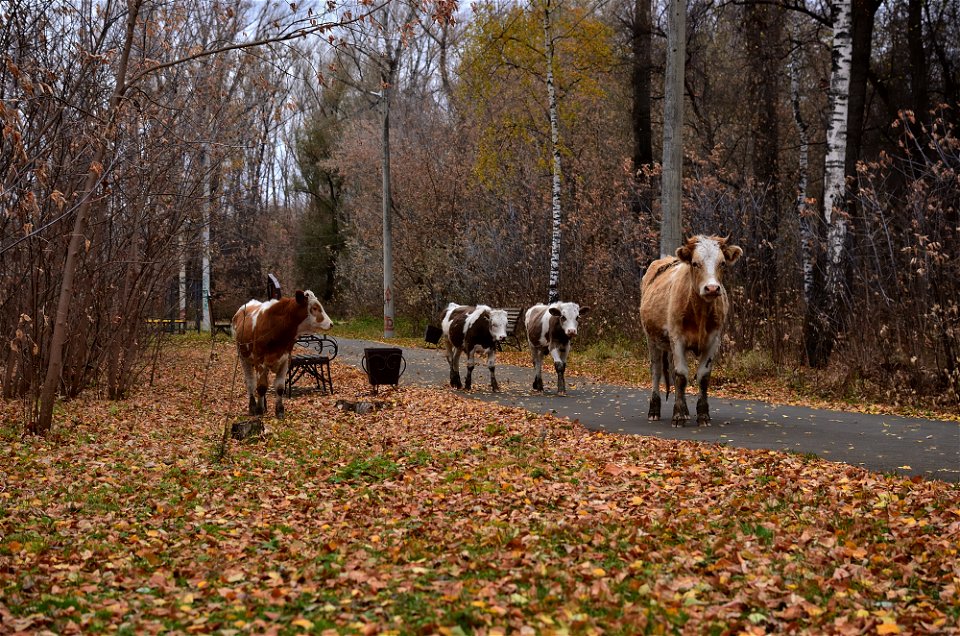 cows walk through the autumn forest photo