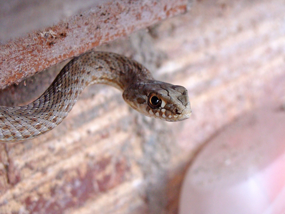Snake malpolon monspessulanus culebra bastarda