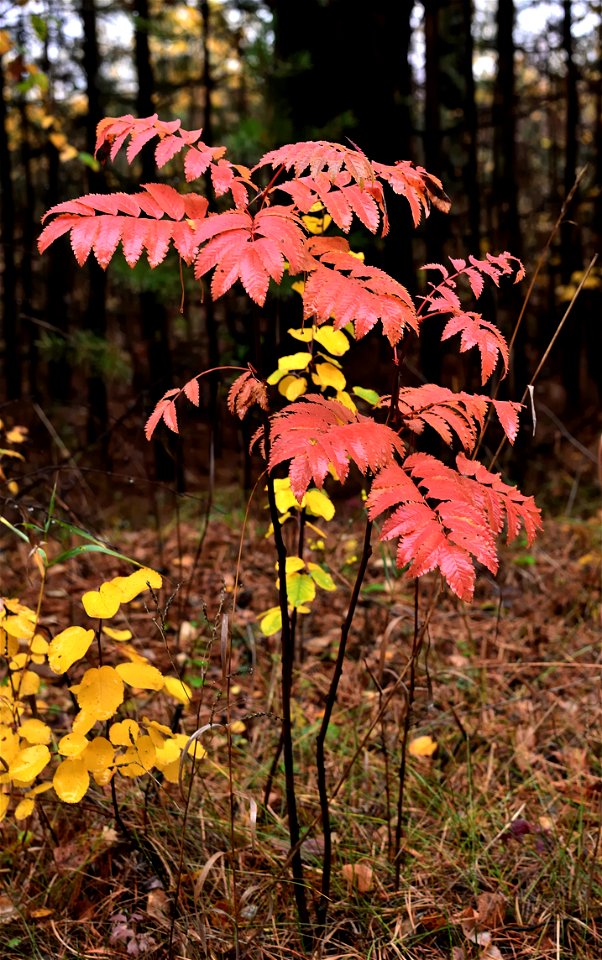 autumn forest after rain photo