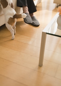 Family and dog in hard wood floor living room