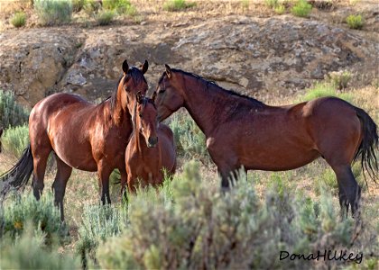 web-mom-dad-and-foal-july2019 photo