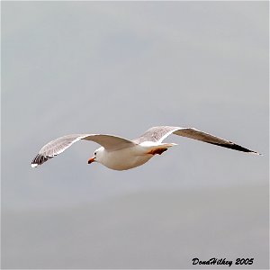California Gull