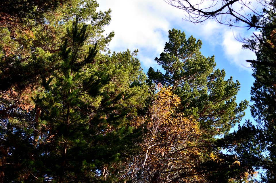 autumn pine forest