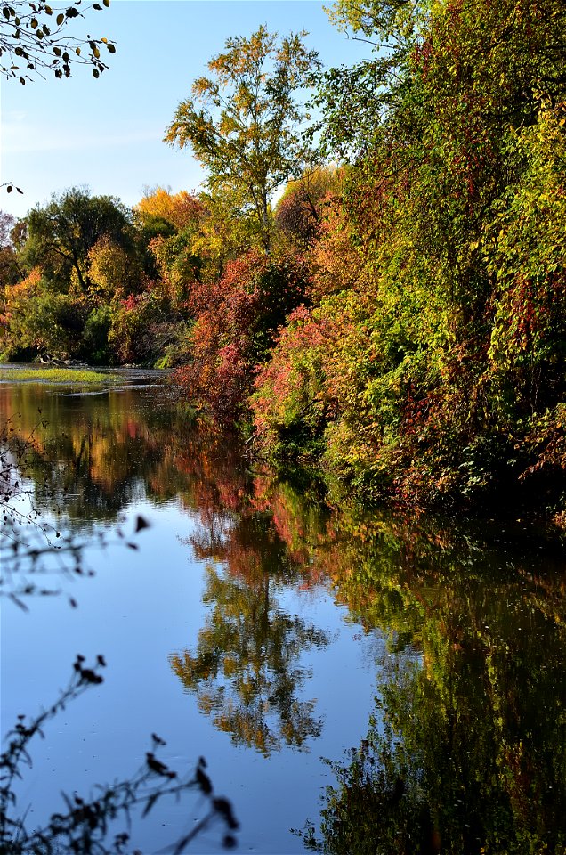 autumn forest by the river