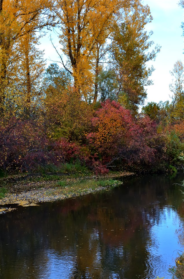 autumn forest by the river photo