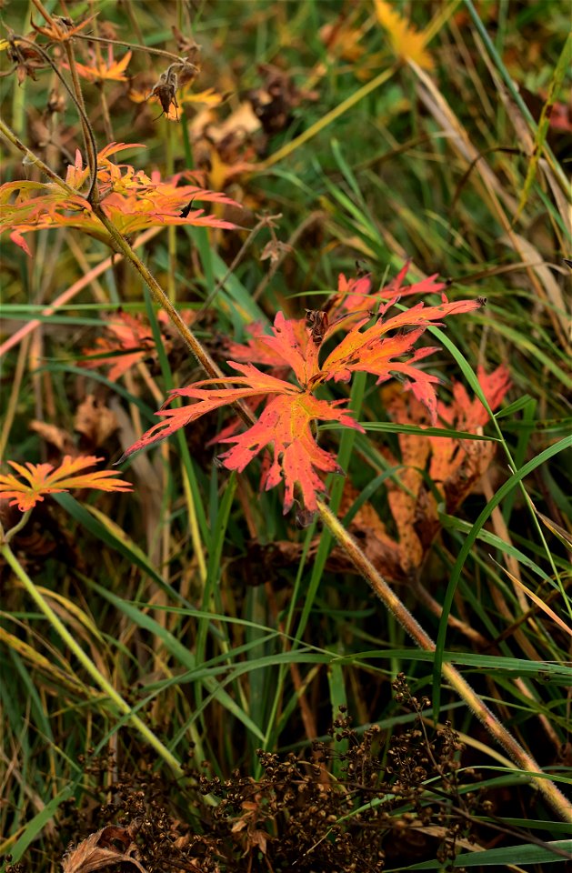 autumn forest by the river