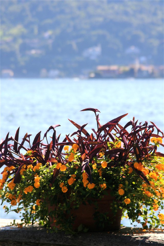 Isola Madre, Lake Maggiore