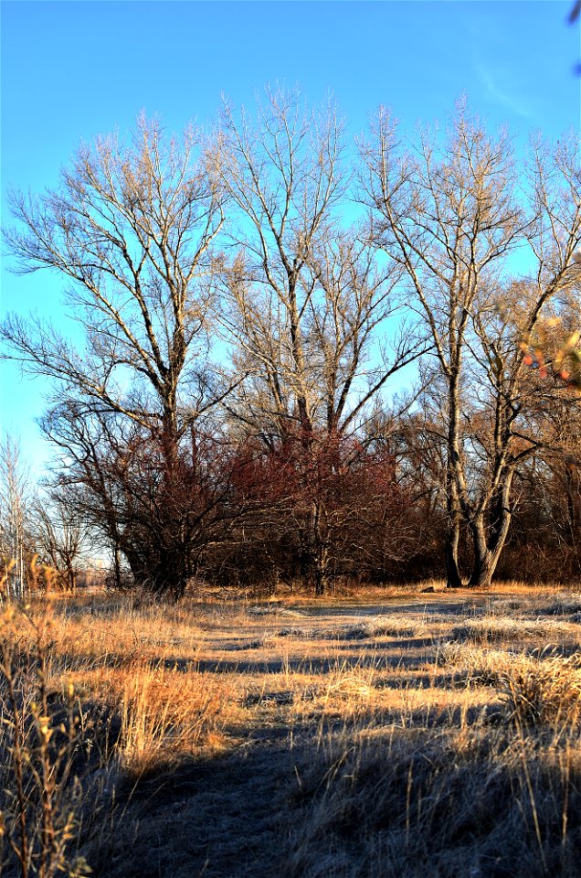 frosty morning on the river bank photo