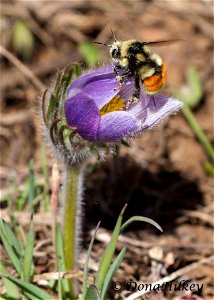 Colorado Black-notched Bumble Bee