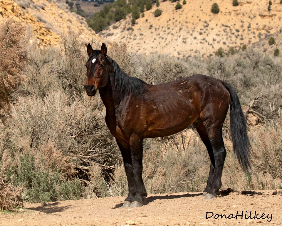 web-bay-stallion-at-upper-tank-april2019