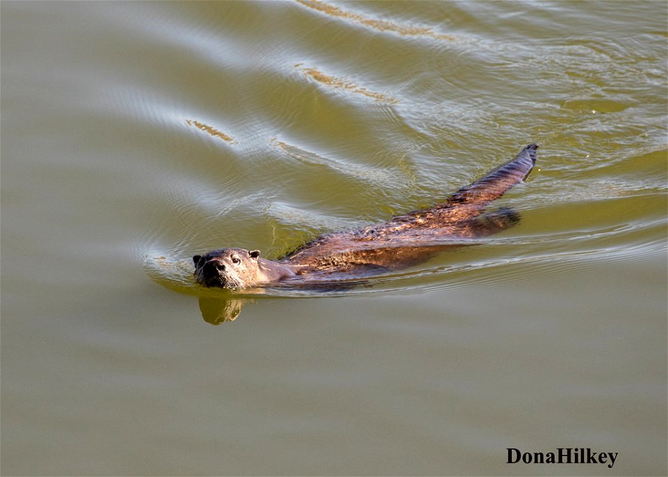 North American River Otter