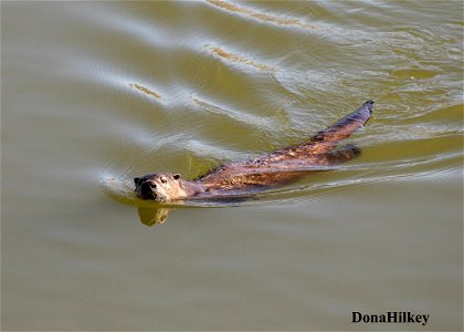 North American River Otter