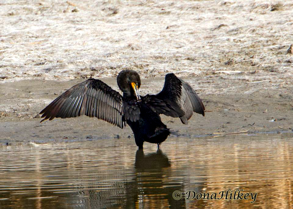 Double-crested Comorant