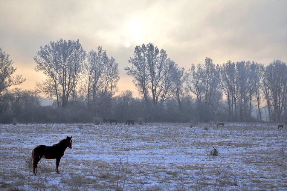 foggy frosty morning on the river bank