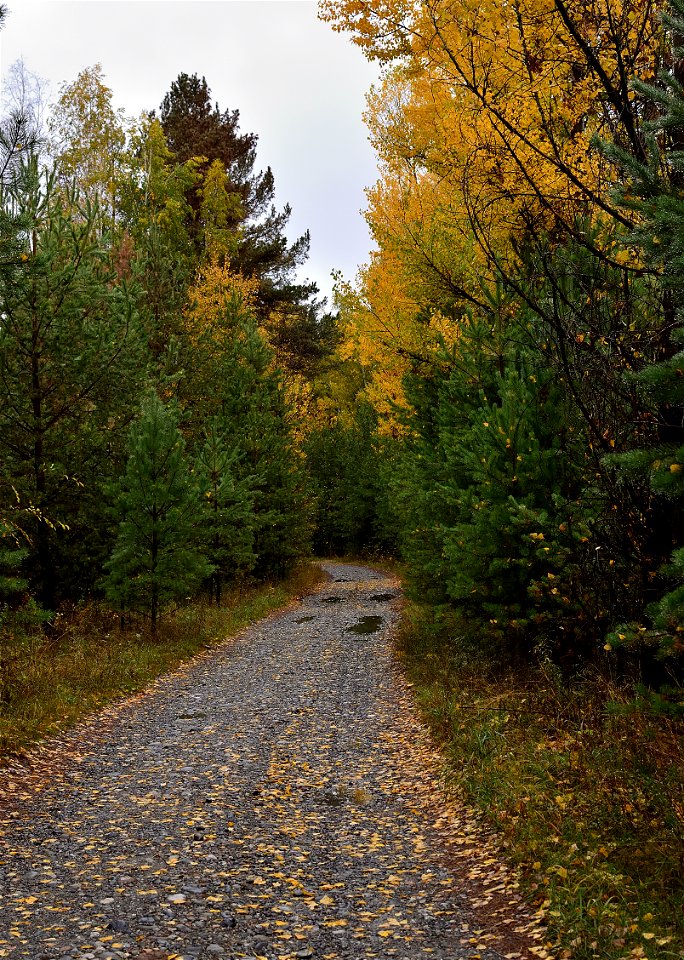 autumn forest after rain photo