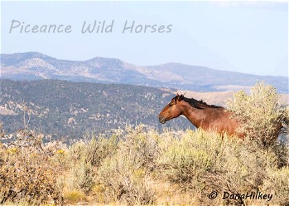 Piceance Wild Horses