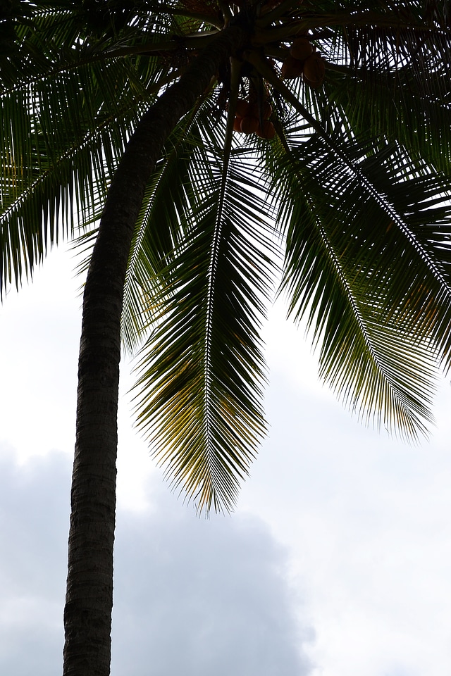 Palm leaf coconut coast