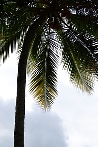 Palm leaf coconut coast photo