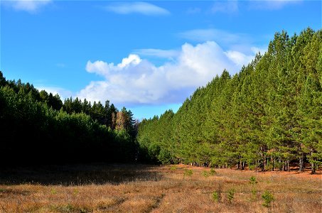 autumn pine forest photo