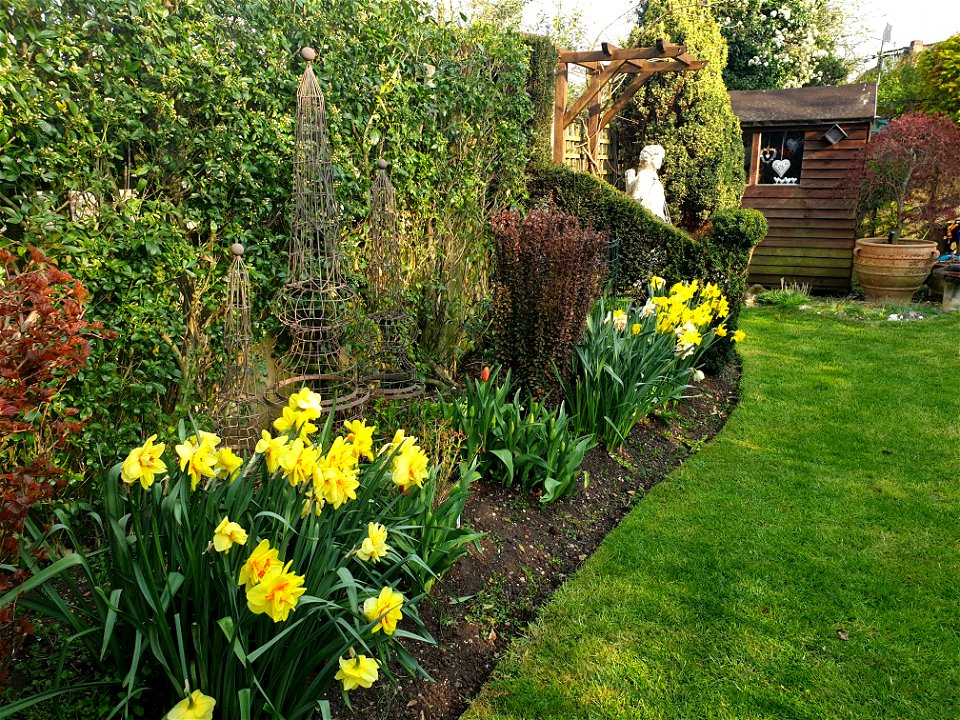 Daffodils in the garden photo