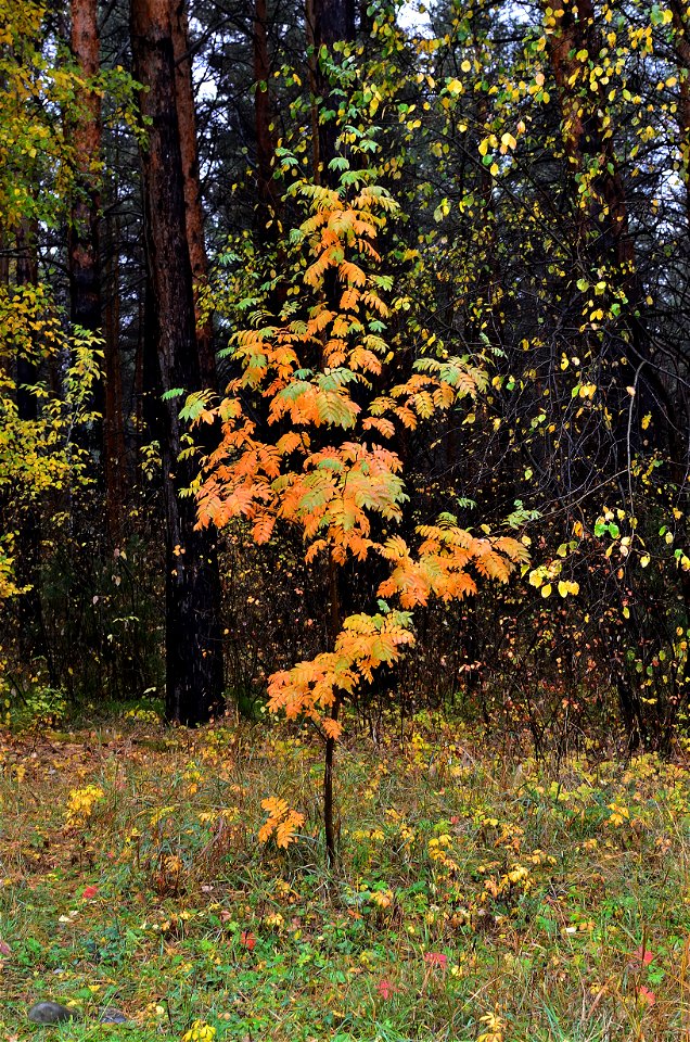 autumn forest after rain photo