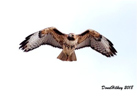 Red-tailed Hawk immature