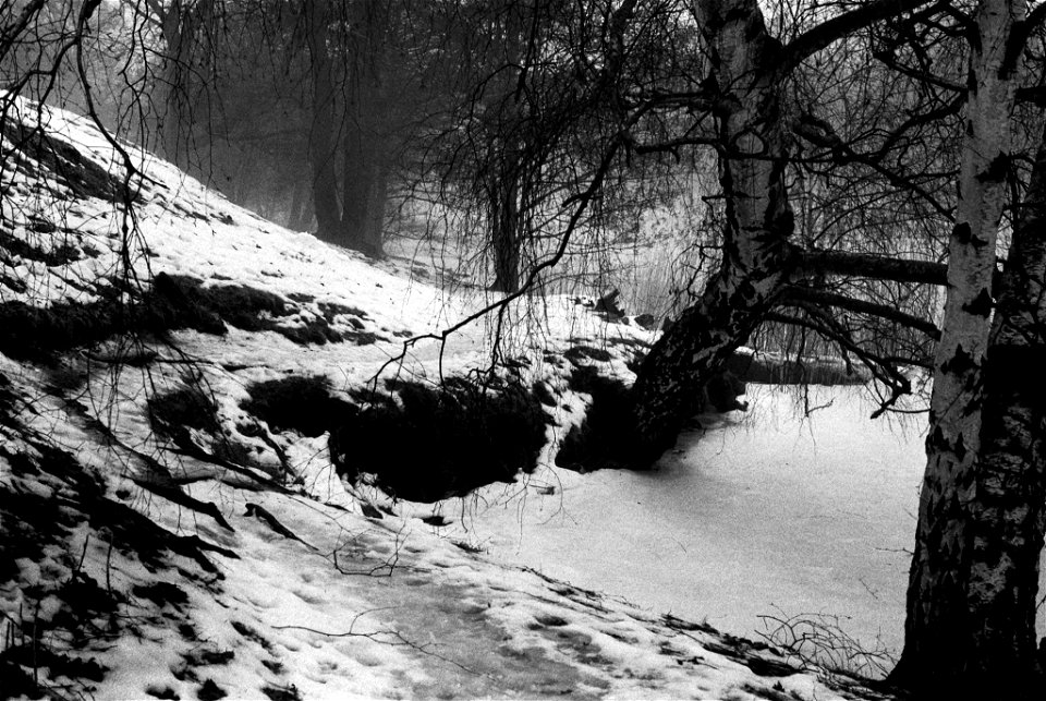 Winter in Hagaparken III photo