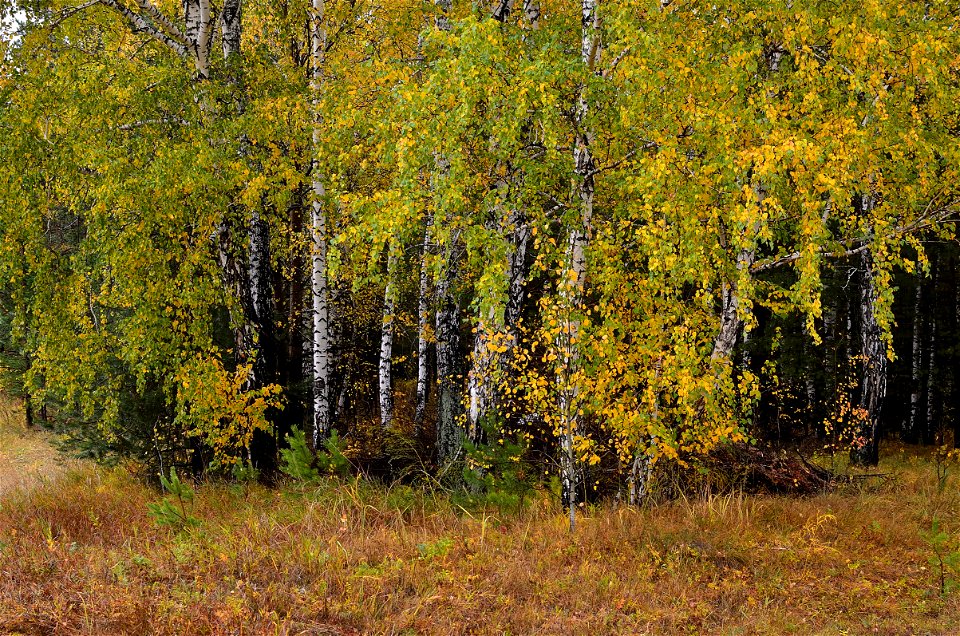 autumn forest after rain