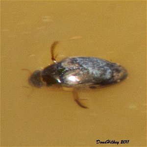 Tropisternus lateralis one of the Water Scavenger Beetles