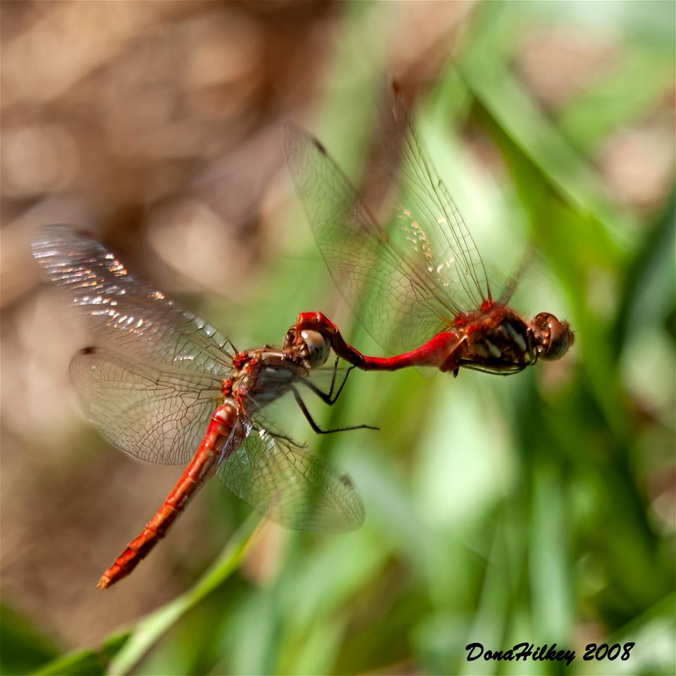 Striped Meadowhawk