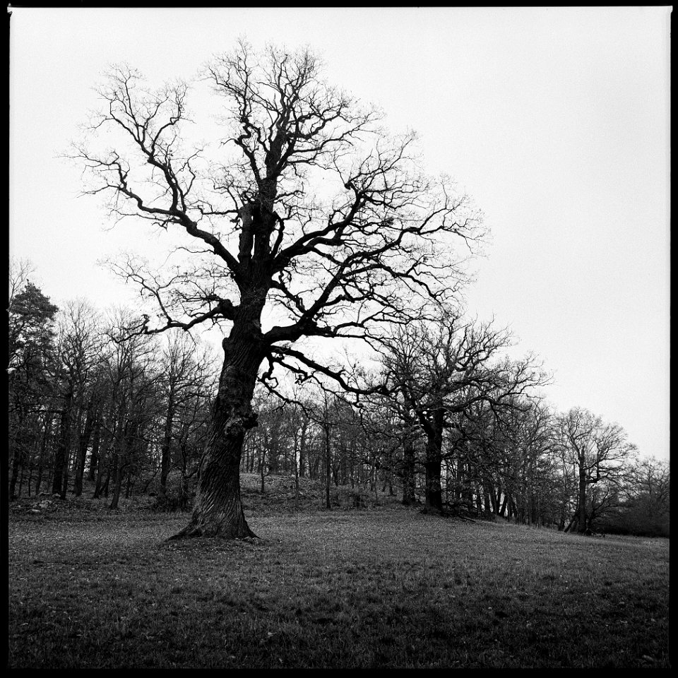 Colorless oaks