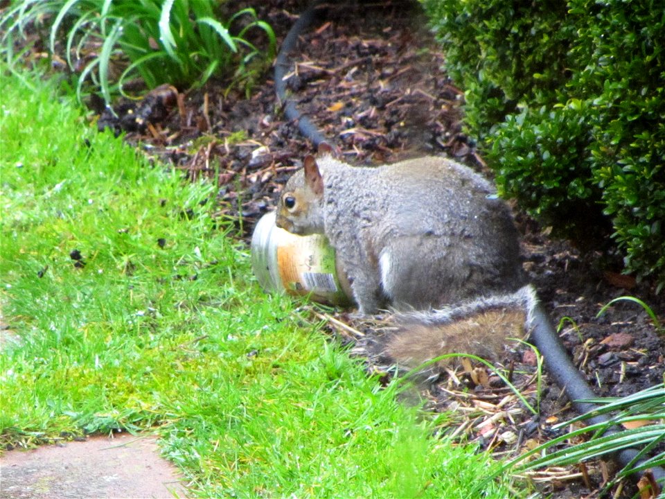 Squirrel at Elm Court, April 2018 photo